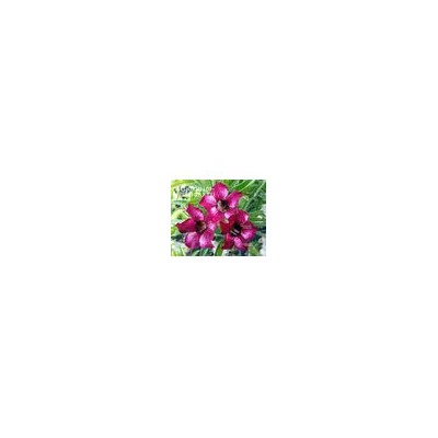 Adenium Obesum Desert Rose YUNICE