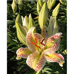 Луковицы Лилия Тайгер Мун, арт.: 69322