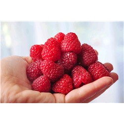 Саженцы Малина ремонтантная Дашкина радость, арт.: 75086