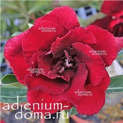 Adenium Obesum Double Flower NEW-140