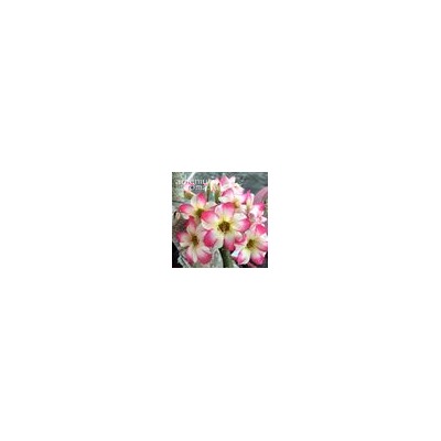 Adenium Obesum Desert Rose DAME