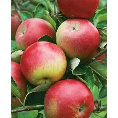 Саженцы Яблоня Исетское позднее, арт.: 73049