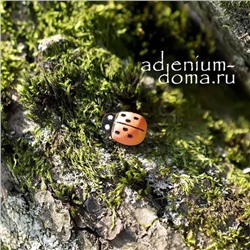 Божья коровка ОРАНЖЕВАЯ