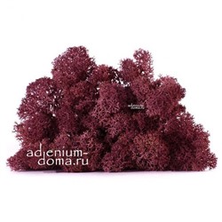 Стабилизированный МОХ ЯГЕЛЬ PREMIUM (Высшее качество, вишневый)