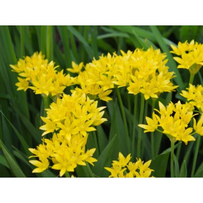 Allium Moly "Лук декоративный Моли" 5шт