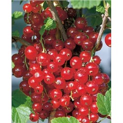 Саженцы Смородина красная Ненаглядная, арт.: 166