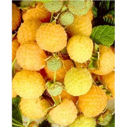 Саженцы Саженцы Малина Утренняя роса, арт.: 69478