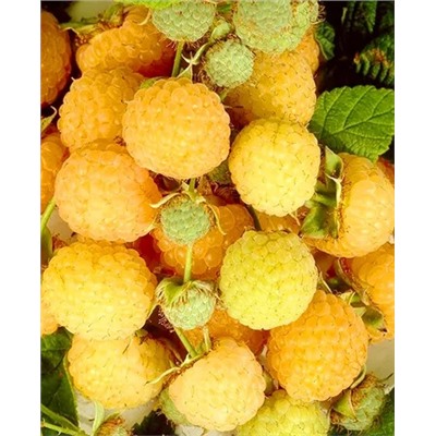 Саженцы Саженцы Малина Утренняя роса, арт.: 69478