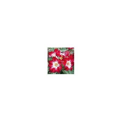 Adenium Obesum Desert Rose FLAME OF LOVE