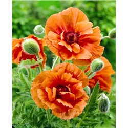 Мак Харвест мун, арт.: 14377