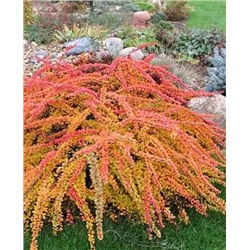 Саженцы Барбарис тунберга Грин Карпет, арт.: 69731