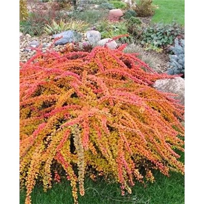 Саженцы Барбарис тунберга Грин Карпет, арт.: 69731