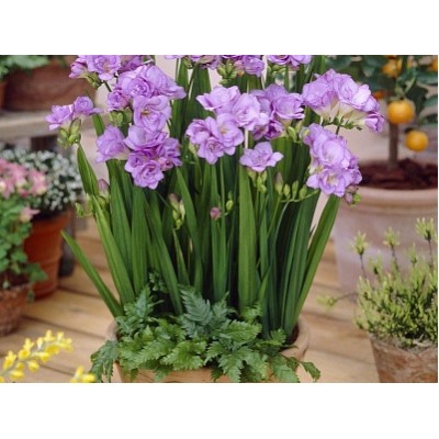 Фрезия махровая голубая "Freesia Blue" 10шт
