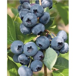 Саженцы Голубика Олле, арт.: 979