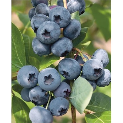 Саженцы Голубика Олле, арт.: 979