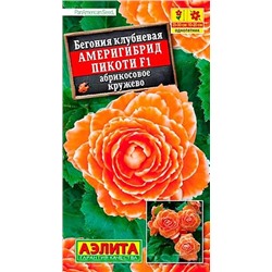 Семена Бегония Америгибрид Пикоти F1 абрикосовое кружево, арт.: 71266