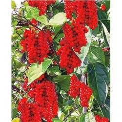 Саженцы Лимонник китайский, арт.: 4800