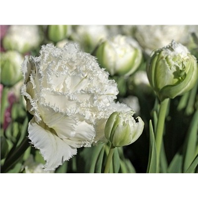 Тюльпан Snow Crystal "Сноу Кристал" 5шт