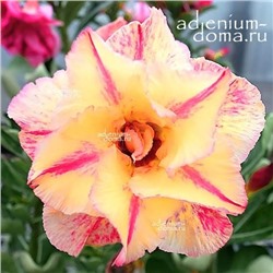 Adenium Obesum Double Flower NEW-113