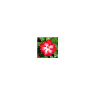 Adenium Obesum Double Flower FRAGRANT CLOUD