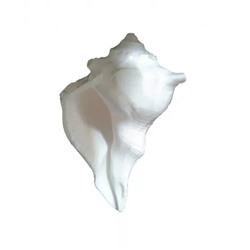 Дакшинаварти Шанкх: морская раковина, Dakshinavarti Shankh, Valampuri Sangu (Conch Shell), произв. Kalyan Puja