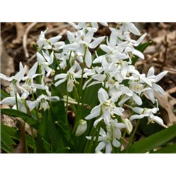 Сцилла Siberica Alba "Сибирская Альба" 10шт