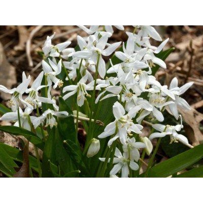 Сцилла Siberica Alba "Сибирская Альба" 10шт
