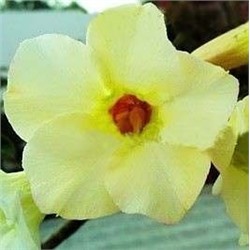 Adenium Obesum Desert Rose SUGAR CREAM