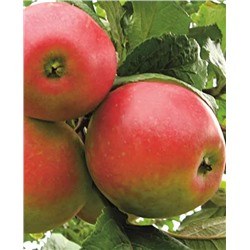 Саженцы Яблоня зимняя Краса Свердловска, арт.: 70453