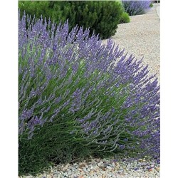 Саженцы Лавандин гибридный Гроссо, арт.: 75010