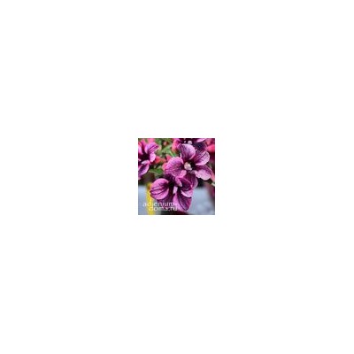 Adenium Obesum Desert Rose PURPLE PLUM
