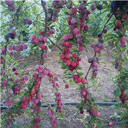 Алыча Комета Кубанская