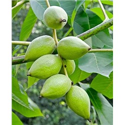 Саженцы Орех Маньчжурский, арт.: 8780