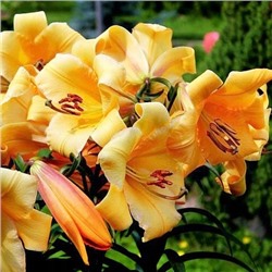 Луковицы Лилия ОТ-гибрид Сантарелло, фасовка: 1 саженец, арт.: 74663