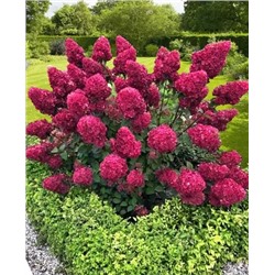 Саженцы Гортензия метельчатая Самарская Лидия, арт.: 69028