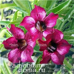 Adenium Obesum Desert Rose YUNICE
