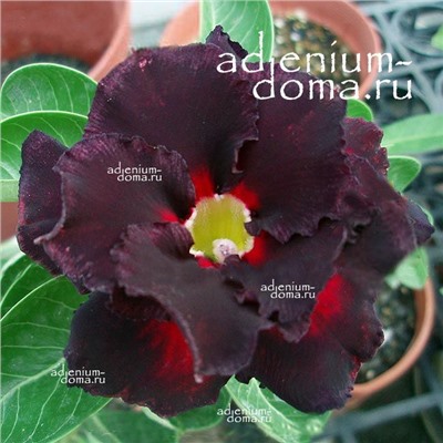 Adenium Obesum Double Flower DARK KNIGHT