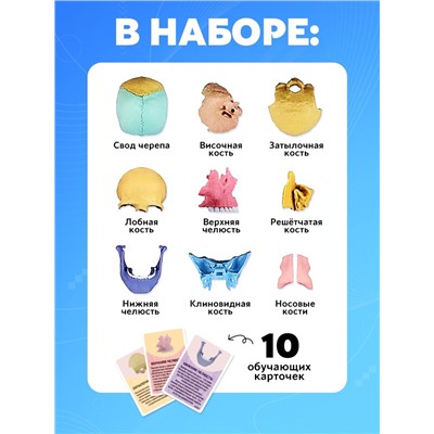Набор для опытов «Череп человека», анатомическая модель