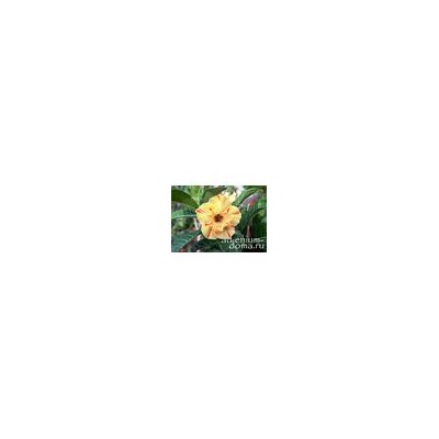 Adenium Obesum Double Flower NEW-171