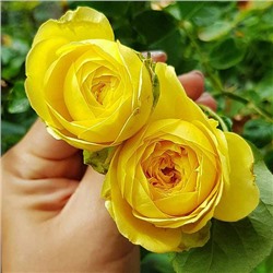 Роза спрей Catalina "Каталина "