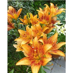 Луковицы Лилия ЛА-гибрид Лонгвуд, фасовка: 1 саженец, арт.: 74662