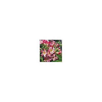 Adenium Obesum Desert Rose THE PARK