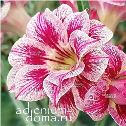 Adenium Obesum Double Flower KATHERINE