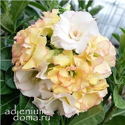 Adenium Obesum Double Flower NEW-106