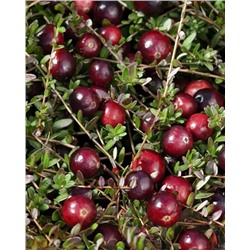 Саженцы Клюква Ред Стар, арт.: 74571