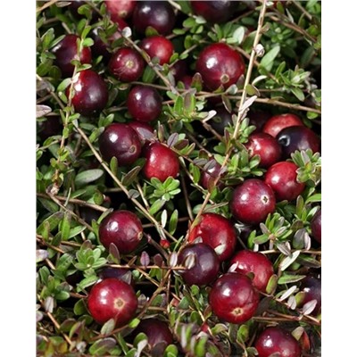 Саженцы Клюква Ред Стар, арт.: 74571