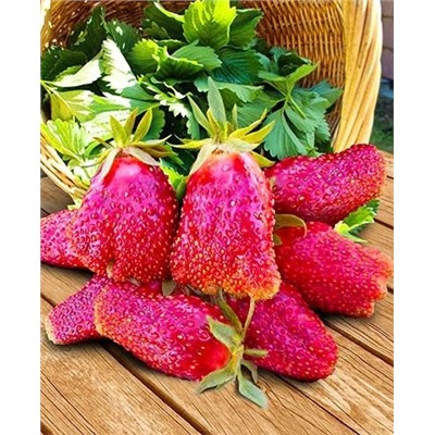 Саженцы Земклуника Купчиха, арт.: 68000