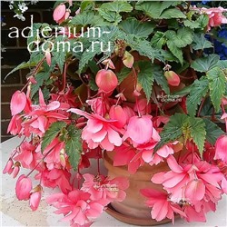 Begonia ILLUMINATION ® 'PINK' (Бегония)