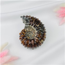 Радуга Самоцветов Аммонит