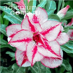 Adenium Obesum Double Flower NEW-237